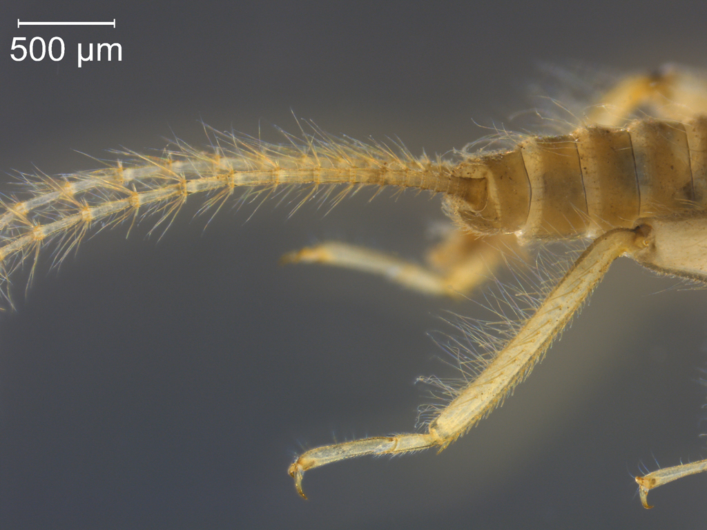 Amphinemura borealis